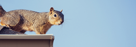 Squirrel on Roof